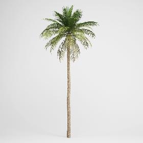 CGAxis Date Palm 03